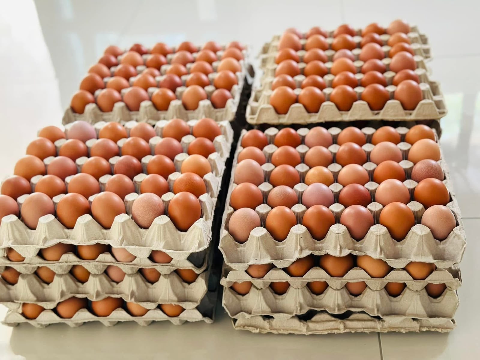 Stacked trays of fresh brown eggs ready for distribution