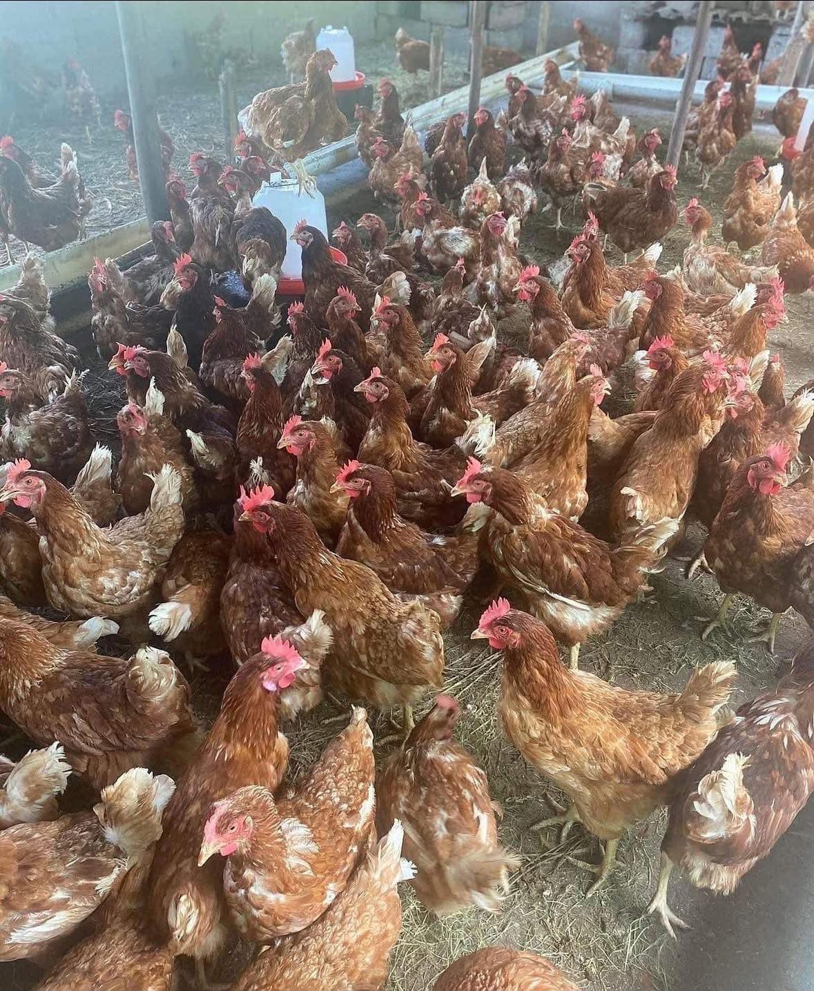 Free-range layer hens at the INSELE poultry house