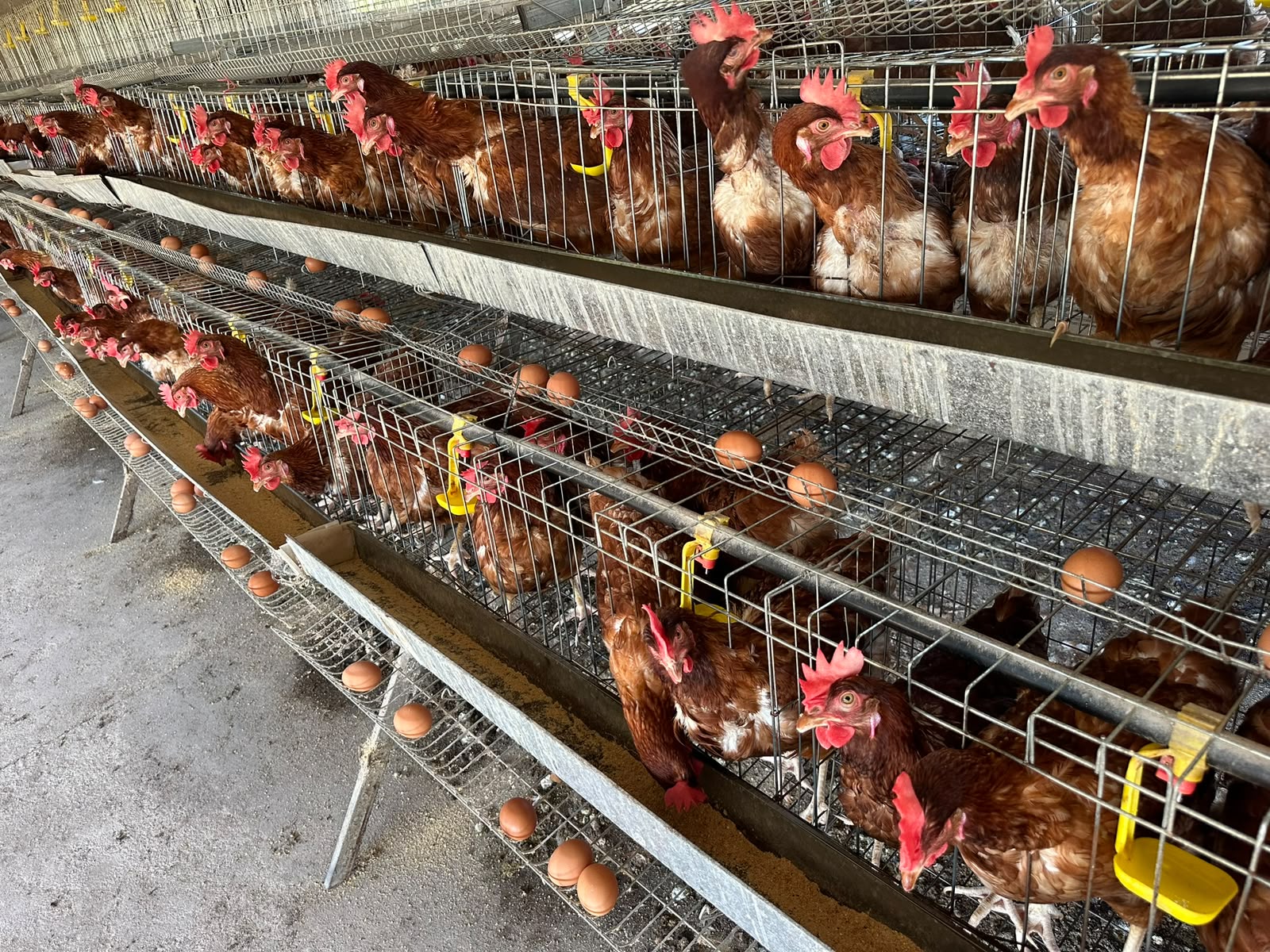 Caged layer hens producing fresh eggs