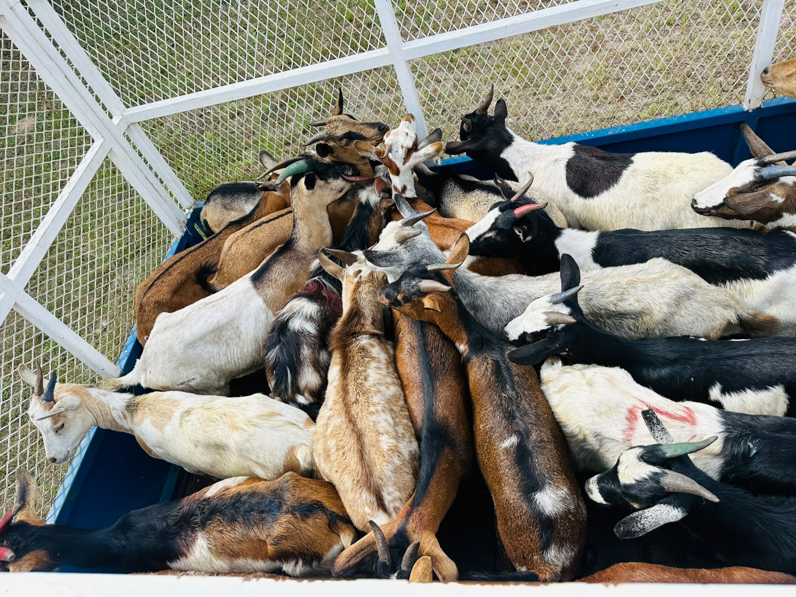 Goats loaded for delivery from INSELE farm