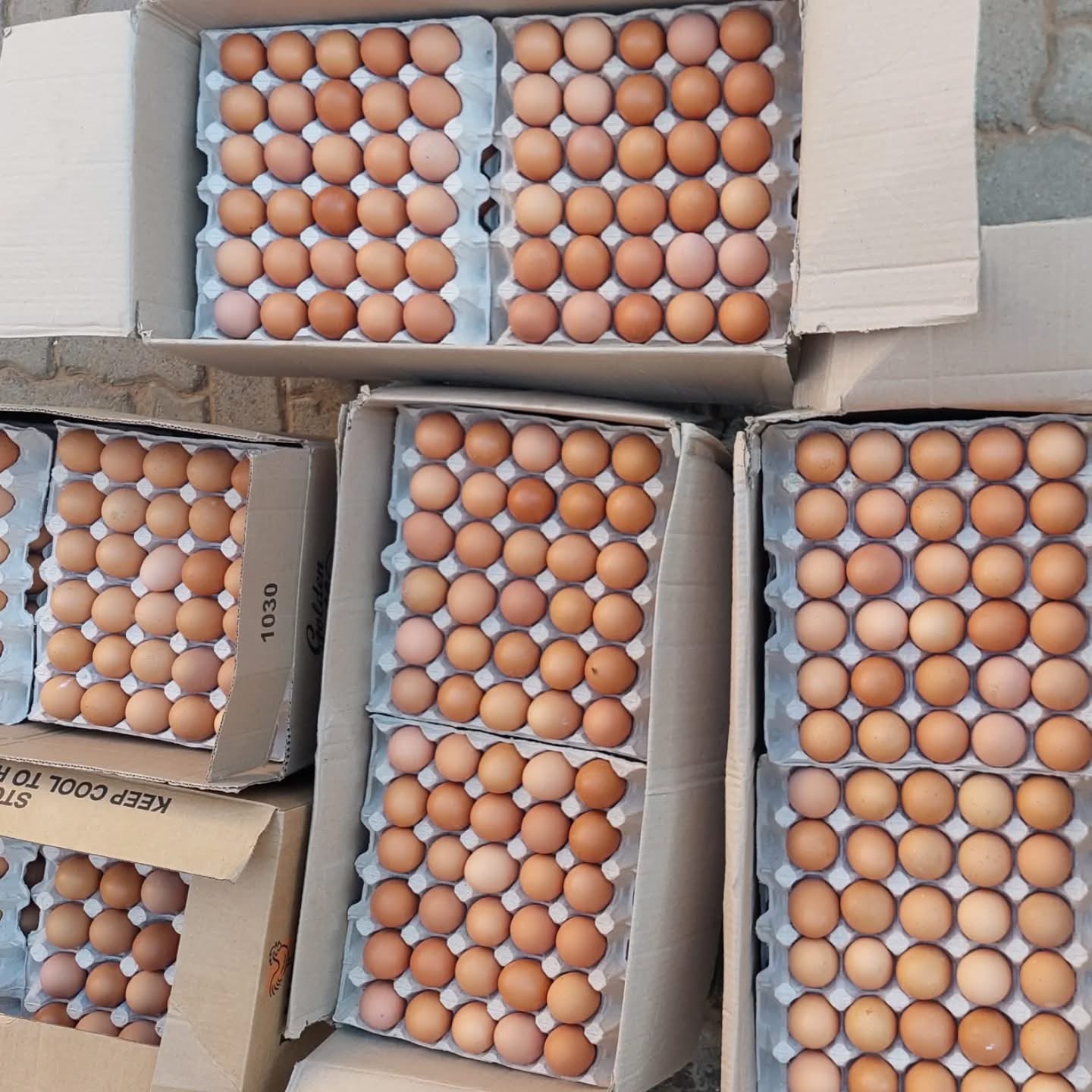 Crates of brown eggs packed for delivery